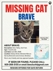 Lost Female Cat last seen Marcus Garvey Blvd and Lewis Avenue, Brooklyn, NY 11233