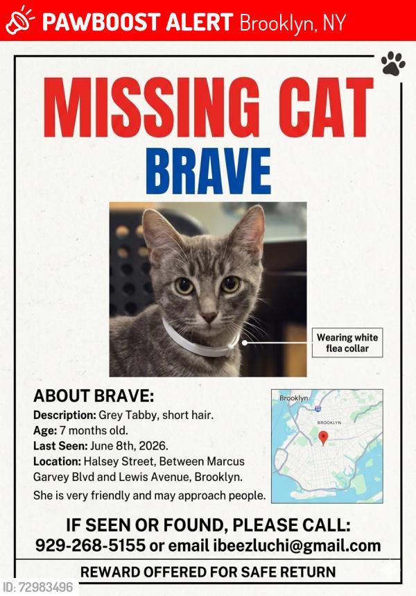 Lost Female Cat last seen Marcus Garvey Blvd and Lewis Avenue, Brooklyn, NY 11233
