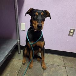 Shelter Stray Female Dog last seen Near Ury Street, COUNTY of El Paso, TX, Fort Bliss, TX 79906