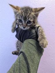 Shelter Stray Male Cat last seen El Paso, TX 79912, Fort Bliss, TX 79906