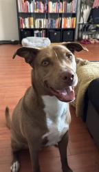 Lost Male Dog last seen Sunland blvd/foothill blvd and Sherman  grove , Los Angeles, CA 91040