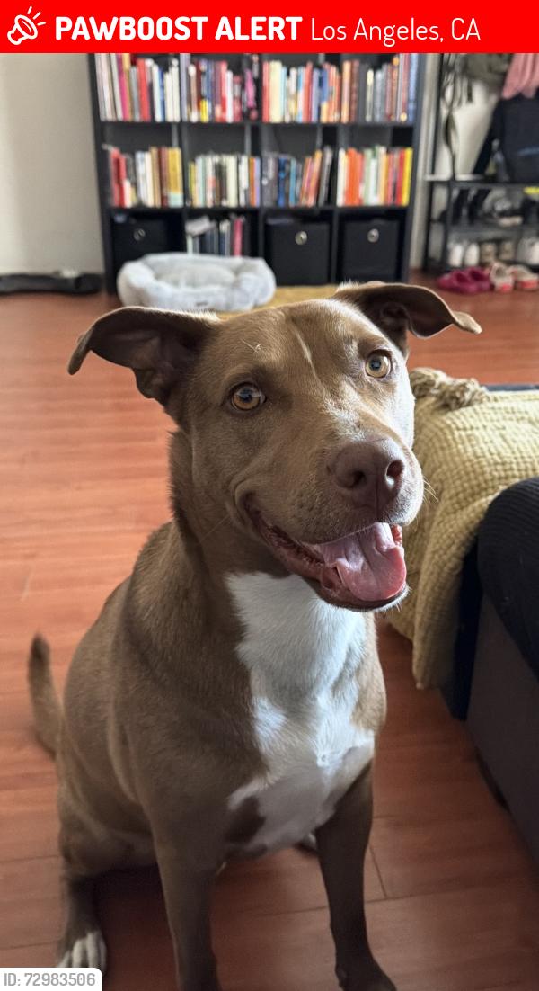 Lost Male Dog last seen Sunland blvd/foothill blvd and Sherman  grove , Los Angeles, CA 91040