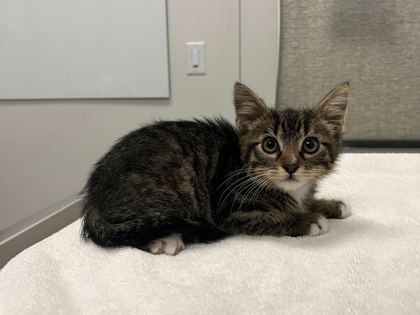 Shelter Stray Male Cat last seen Agnes AveKansas City, MO 64130, 64130, MO, 7077 Elmwood Ave, Kansas City, MO 64132, USA