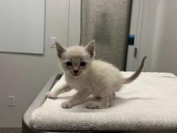 Shelter Stray Male Cat last seen Near Elmwood Ave KCMO 64132, 64132, MO, 7077 Elmwood Ave, Kansas City, MO 64132, USA