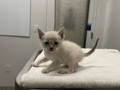 Shelter Stray Male Cat last seen Near Elmwood Ave KCMO 64132, 64132, MO, 7077 Elmwood Ave, Kansas City, MO 64132, USA