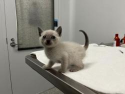 Shelter Stray Male Cat last seen Near Elmwood Ave KCMO 64132, 64132, MO, 7077 Elmwood Ave, Kansas City, MO 64132, USA