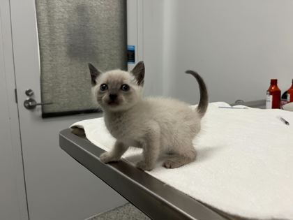 Shelter Stray Male Cat last seen Near Elmwood Ave KCMO 64132, 64132, MO, 7077 Elmwood Ave, Kansas City, MO 64132, USA