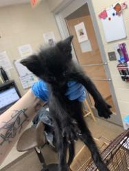 Shelter Stray Male Cat last seen North Charleston, SC 29406, North Charleston, SC 29406