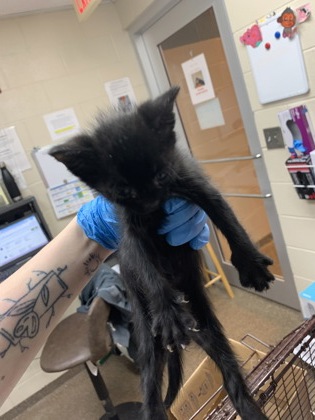 Shelter Stray Male Cat last seen North Charleston, SC 29406, North Charleston, SC 29406