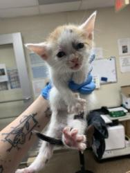 Shelter Stray Female Cat last seen North Charleston, SC 29406, North Charleston, SC 29406