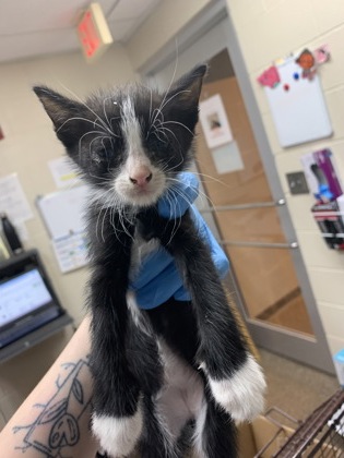 Shelter Stray Male Cat last seen North Charleston, SC 29406, North Charleston, SC 29406