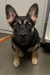 Shelter Stray Male Dog last seen E Saginaw Ave & S Fowler Ave, Selma Zone Fresno CO 3 93662, CA, Fresno, CA 93706