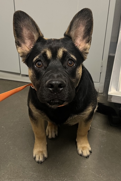 Shelter Stray Male Dog last seen E Saginaw Ave & S Fowler Ave, Selma Zone Fresno CO 3 93662, CA, Fresno, CA 93706