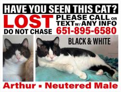 Lost Male Cat last seen 235th lane NW and Rum River Blvd , Saint Francis, MN 55070