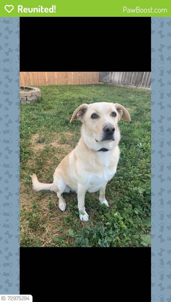 Reunited Male Dog last seen Near Edna batey elementary school , Elk Grove, CA 95624