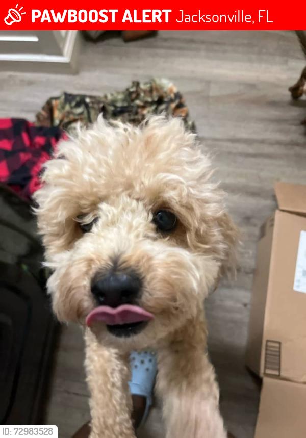 Lost Male Dog last seen Near Hoffman Street , Jacksonville, FL 32211