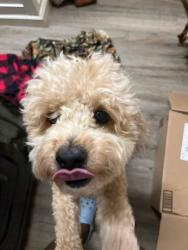Lost Male Dog last seen Near Hoffman Street , Jacksonville, FL 32211