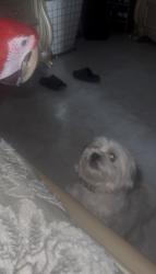 Reunited Female Dog last seen Yorkship rd, Camden, NJ 08104