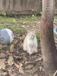 Found/Stray Unknown Cat last seen Gray st and 35th, Oakland, CA 94601