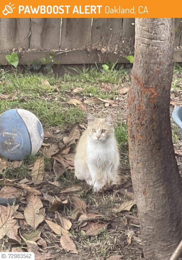 Found/Stray Unknown Cat last seen Gray st and 35th, Oakland, CA 94601