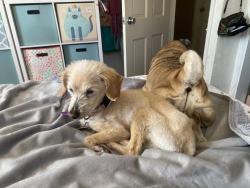 Lost Female Dog last seen Naples and Emerson , Chula Vista, CA 91911
