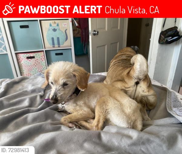 Lost Female Dog last seen Naples and Emerson , Chula Vista, CA 91911