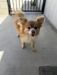 Found/Stray Male Dog last seen George Elder Park (Wilcox and Elmgate), Monterey Park, CA 91755