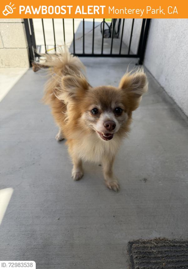 Found/Stray Male Dog last seen George Elder Park (Wilcox and Elmgate), Monterey Park, CA 91755