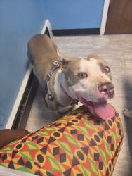Reunited Male Dog last seen St. Clair and Mack in Detroit, Detroit, MI 48214