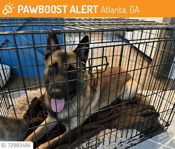 Found/Stray Male Dog last seen Candler Street and Memorial, Atlanta, GA 30317