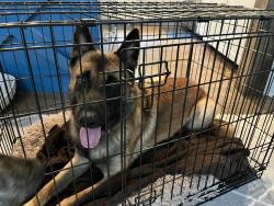 Found/Stray Male Dog last seen Candler Street and Memorial, Atlanta, GA 30317