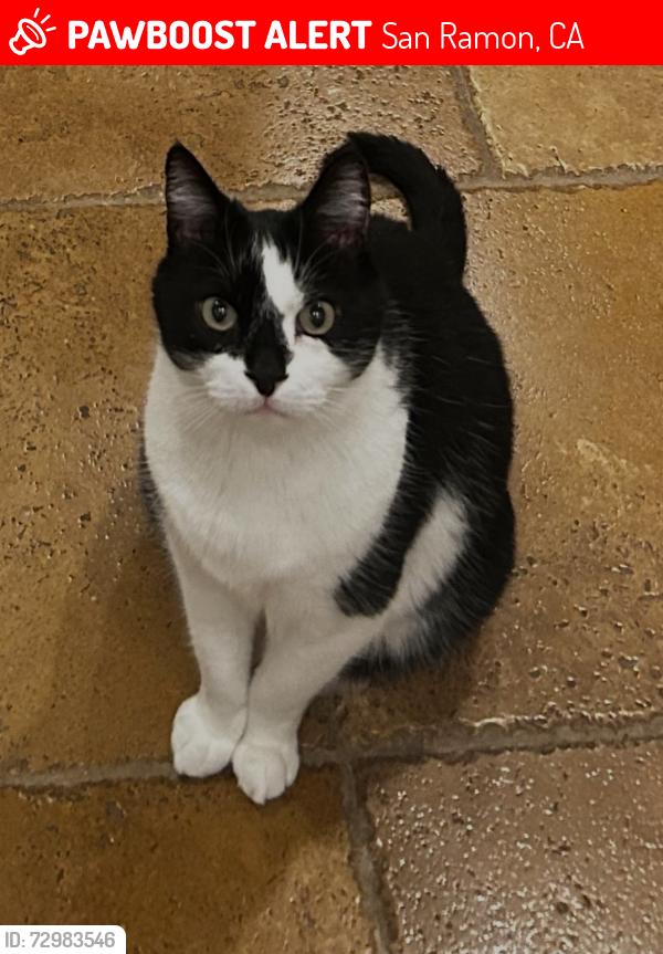 Lost Male Cat last seen Norris Canyon , San Ramon, CA 94583