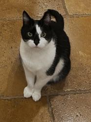 Lost Male Cat last seen Norris Canyon , San Ramon, CA 94583
