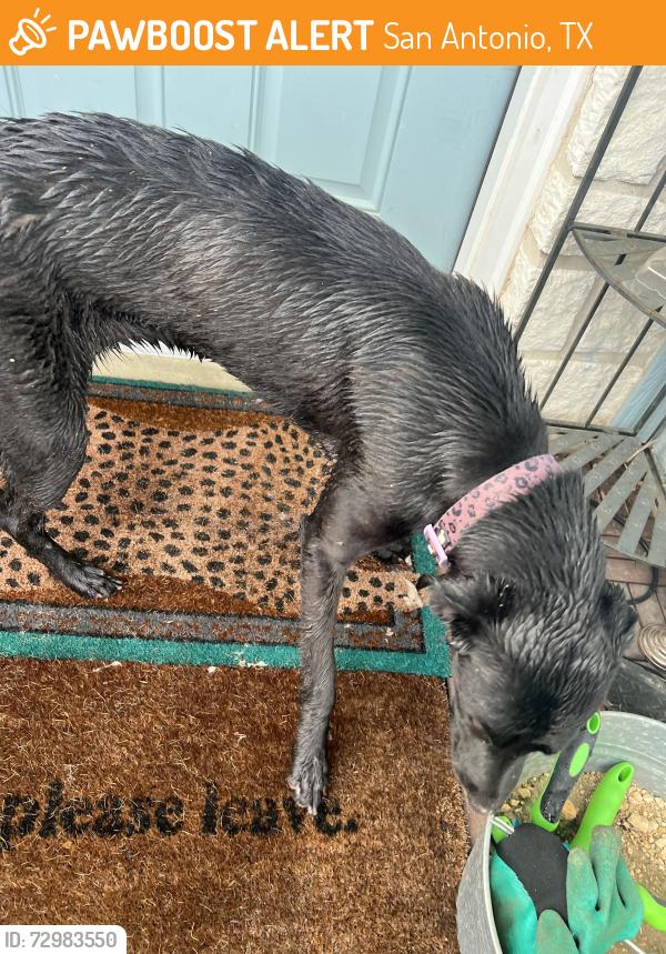 Found/Stray Female Dog last seen se military, San Antonio, TX 78222