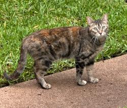 Found/Stray Unknown Cat last seen Riley at West Point, West University Place, TX 77005
