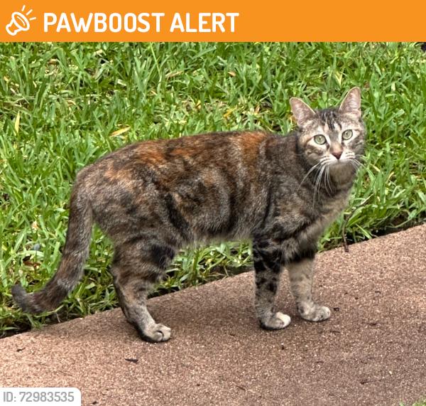 Found/Stray Unknown Cat last seen Riley at West Point, West University Place, TX 77005