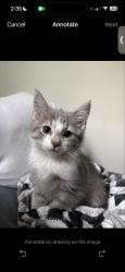 Lost Female Cat last seen Georgetown on the river, Fridley, MN 55432