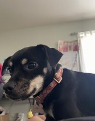 Reunited Female Dog last seen Pathfinder RD , Rowland Heights, CA 91748