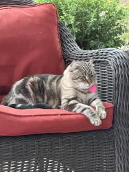 Lost Female Cat last seen Heceta Head Lakeland Village, Garden City, ID 83714