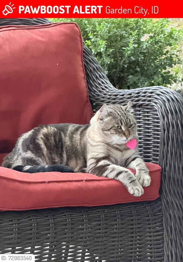 Lost Female Cat last seen Heceta Head Lakeland Village, Garden City, ID 83714