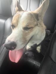 Reunited Male Dog last seen Hayward, Baltimore, MD 21215
