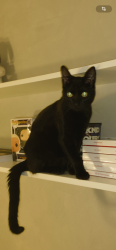 Reunited Male Cat last seen Vereador dr Fernando poli , Residencial Tosi, SP 13296-074