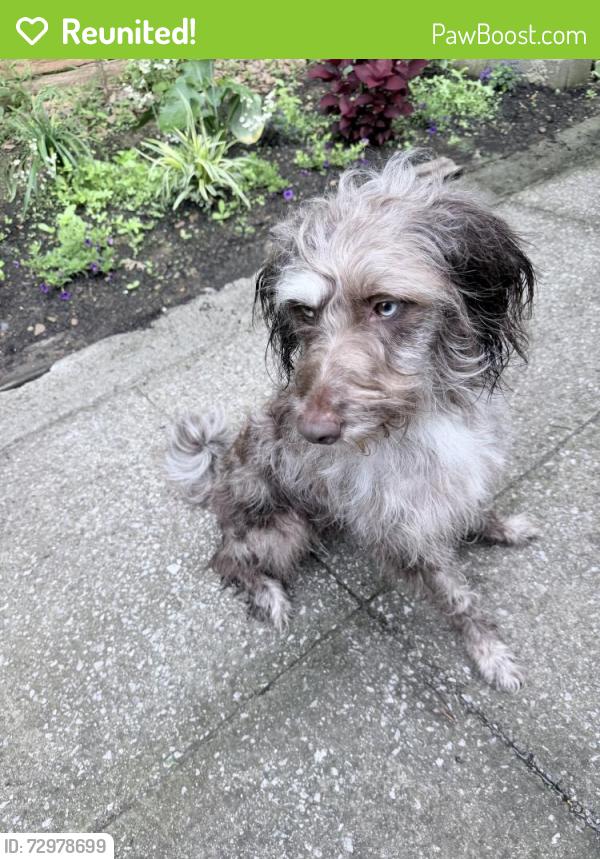 Reunited Female Dog last seen Champion Road , Chattanooga, TN 37416