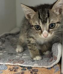 Shelter Stray Male Cat last seen Near Sycamore Drive, Vista, CA, 92083, Escondido, CA 92027, USA