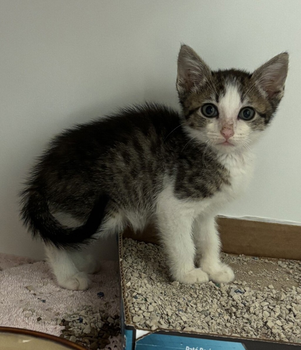 Shelter Stray Male Cat last seen Near Sycamore Drive, Vista, CA, 92083, Escondido, CA 92027, USA
