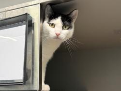 Shelter Stray Female Cat last seen Near Fair Mount Place, BRONX, NY, 10457, 326 E 110th St, New York, NY 10029, USA