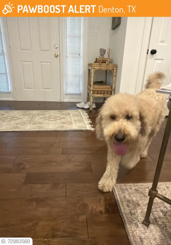 Found/Stray Female Dog last seen Lillian miller and Southridge drive , Denton, TX 76205