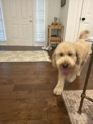 Reunited Female Dog last seen Lillian miller and Southridge drive , Denton, TX 76205