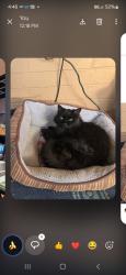 Lost Male Cat last seen Thunderbird rd and i-17 freeway, Phoenix, AZ 85023