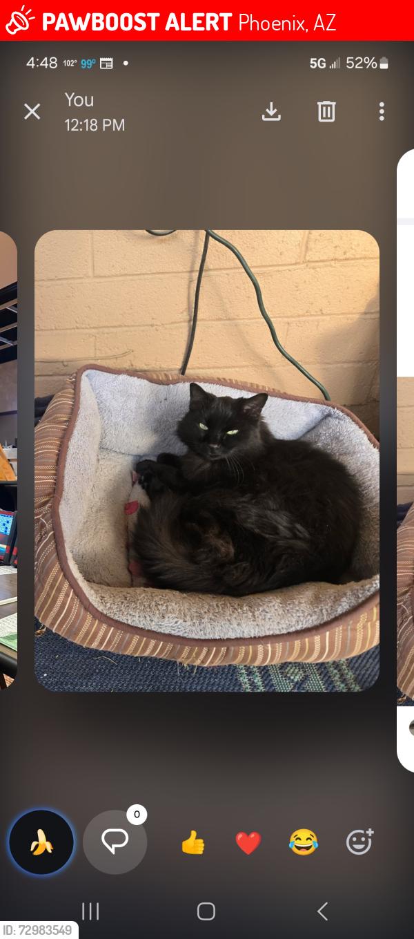 Lost Male Cat last seen Thunderbird rd and i-17 freeway, Phoenix, AZ 85023